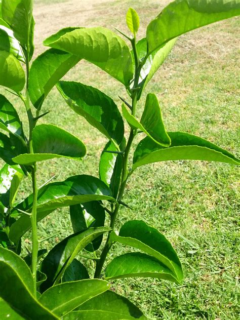 Forum: Looking For A Calamansi Seed Or Tree