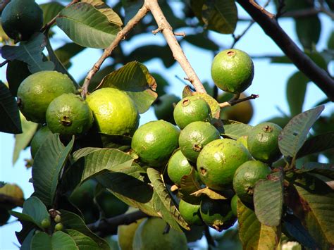 starr-070519-7147-Psidium_guajava-fruit-Makawao-Maui | Flickr