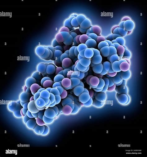 Pancreatic trypsin inhibitor molecule. Computer model showing the ...