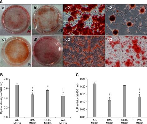 Mineralization Assay Results And Alkaline Phosphatase Alp Activity Of Download Scientific