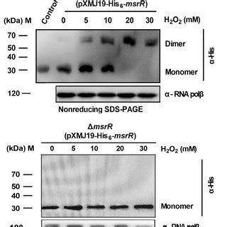 Redox Response Of Msrr In Vitro And In Vivo A Nonreducing Sds Page