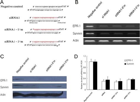 (A) The sequences of siRNA and mismatched siRNA. The predicted melting ... 