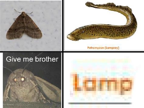 Moth Meme Lamp Brother