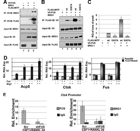 Fus Mitf And Brg Complex Formation Is Mediated By Ser P Of