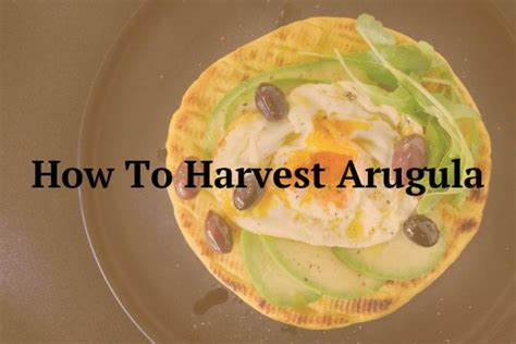 How To Harvest Arugula