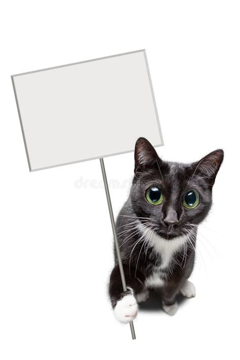 Cat Holding Sign Stock Photos Free Royalty Free Stock Photos