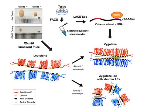 Protein Cell Rna Rbm