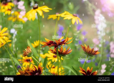 Beautiful Summer Wildflowers On The Meadow Wildflower Background