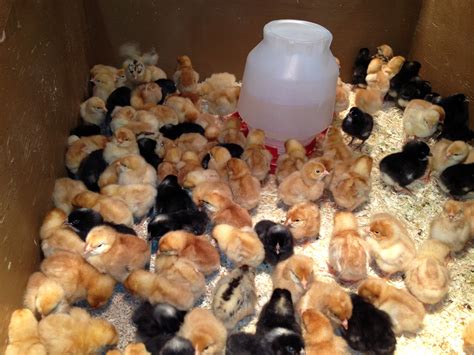 baby chicks :: Ark Country Store