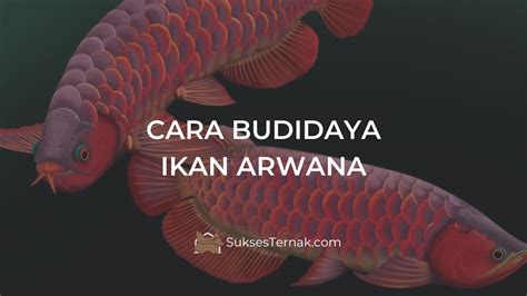 Cara Budidaya Ikan Arwana Yang Sukses Dan Menguntungkan Untuk Pemula