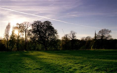 Free Images Landscape Tree Nature Forest Grass Horizon Light