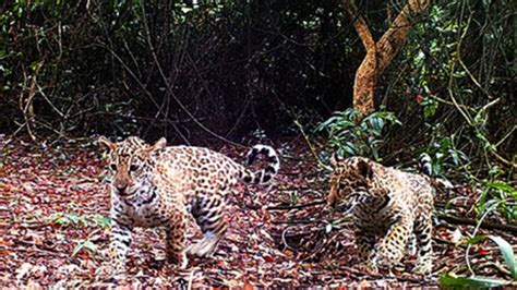 Liberaron A Tres Yaguaret S En El Parque Nacional Del Iber