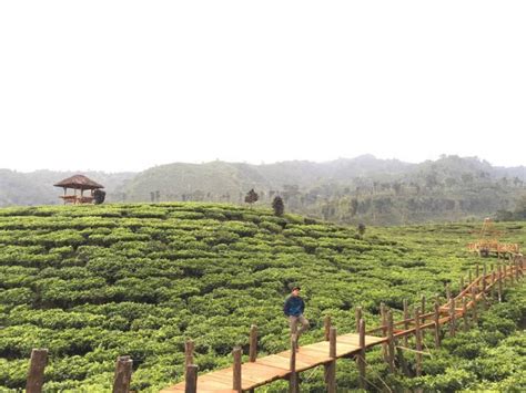 Kebun Teh Gunung Gambir Objek Wisata Alam Jember Dengan Banyak Spot