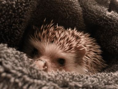 make it stop hedgehog gif | WiffleGif