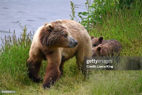 217 Kodiak Grizzly Stock Photos, High-Res Pictures, and Images - Getty Images