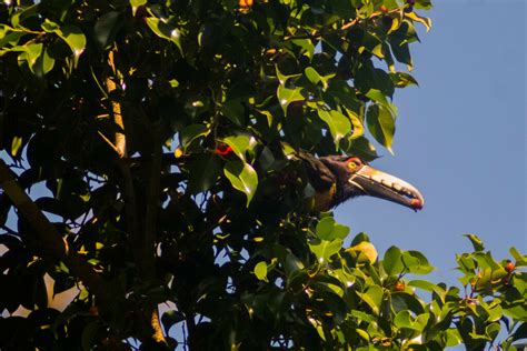 Tucancillo Collarejo Desde Nueva Esperanza Palenque Chis