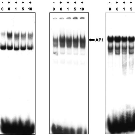 Effect Of Cape On Nf B Ap 1 And Sp 1 Dna Binding Activity Jurkat Download Scientific Diagram