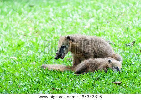 Coatis Iguacu Iguazu Image & Photo (Free Trial) | Bigstock