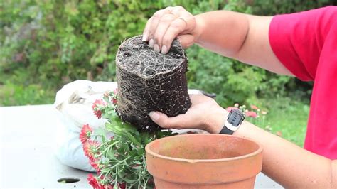 How To Plant A Potted Mum Gardening With Mums Youtube