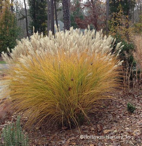 Miscanthus sinensis Gracillimus | Hoffman Nursery