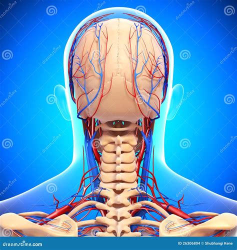 Circulatory System Of Male Head Royalty Free Cartoon CartoonDealer