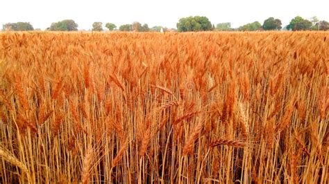 Rabi Crops in Punjab stock photo. Image of wheat, winter - 162388092