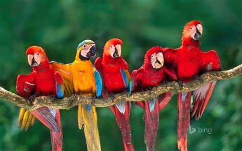 1152746 Birds Parrot Red Beak Macaws Bird Macaw Wing Fauna