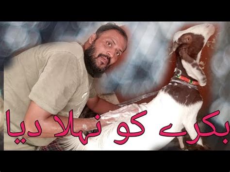 Aj Bakray Ko Nalha Diya Saf Hogaya Bakra Bakra Eid Vlog