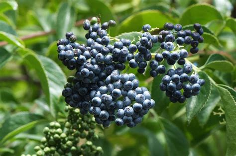 Plant of the Month: Blue Elderberry | Putah Creek Council