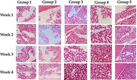 Histological Images Demonstrating The Bone Regeneration Status Of Download Scientific Diagram