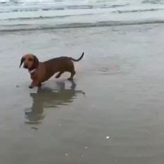 Funny Dachshund | Забавные зверюшки, Смешные животные, Картины животных