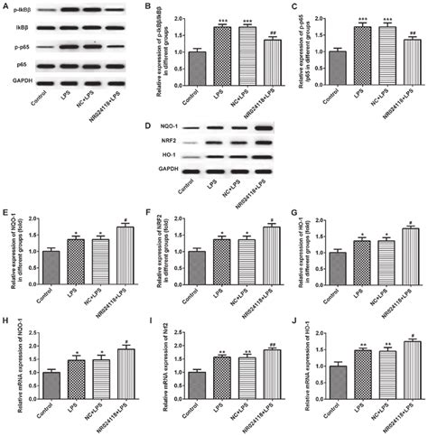 Overexpression Of Nr024118 Inhibits Lps Induced Nf κb Pathway