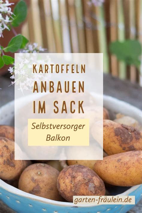 Kartoffeln im Sack anbauen jetzt auf garten fräulein de Kartoffeln