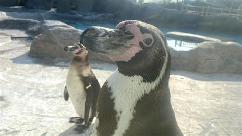 周南市徳山動物園 公式 on Twitter ペンギンの目はとてもきれい 徳山動物園 フンボルトペンギン ペンギン みどり