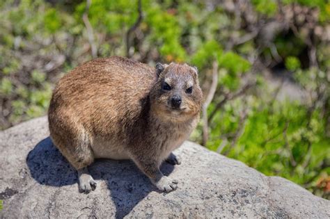 Saanane Island National Park