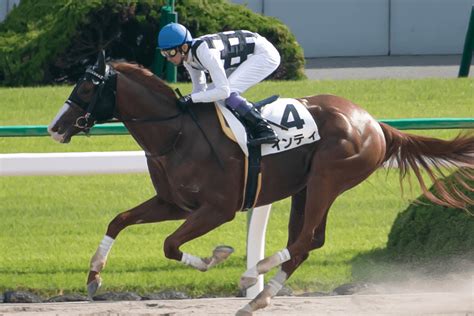 【jra】ダート界をけん引してきた古豪・インティが引退、種牡馬へ 競馬ヘッドライン