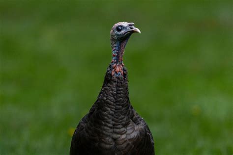 Wild Turkey Appreciation - Friends of Acadia