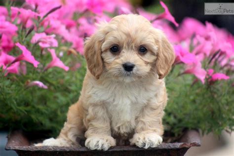 Cavapoo Puppy For Sale Near Lancaster Pennsylvania C133164e E601