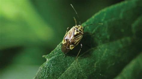 Field Scouting Guide Lygus Bug Growing Produce