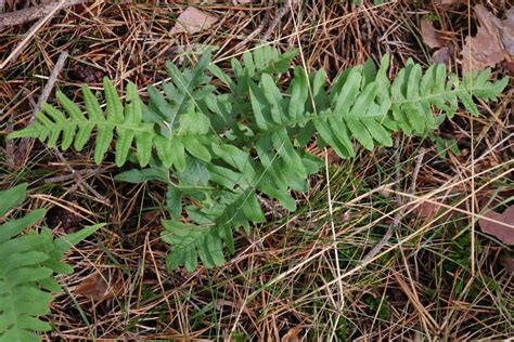 Polypodium vulgare