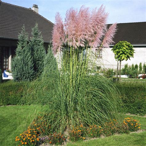 Pink Pampas Ornamental Grass Seeds – Gran's Garden Seeds