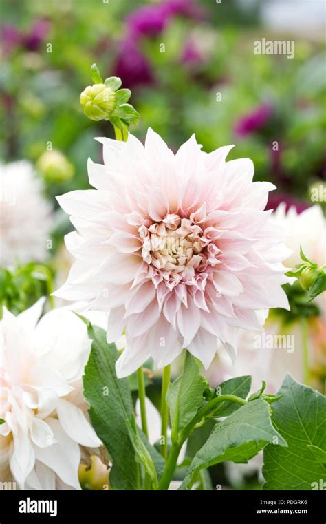 Dahlia Cafe Au Lait Flower Stock Photo Alamy