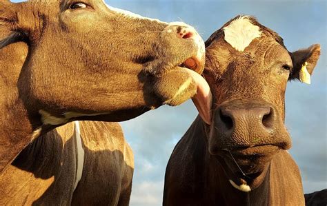 weil Tiere lieber leben e V Förderprogramme Haus des Stiftens