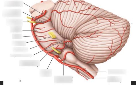 Cerebrovascular System Diagram Quizlet