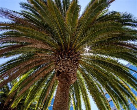 Majestic California Palm Tree Stock Image Image Of Magestic Garden