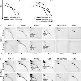 Cytosine Rich Telomeric Overhangs At Human And Mouse Chromosome Ends