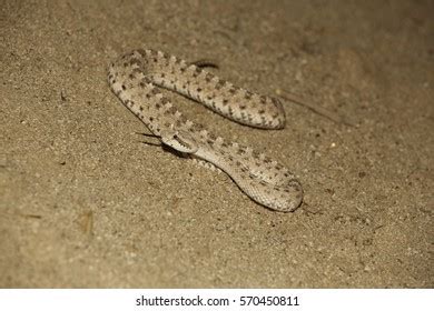 Sidewinder Snake California Desert Stock Photo 570450811 | Shutterstock