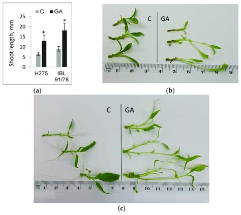 Gibberellin Ga Effects On The Development Of Populus Explants From