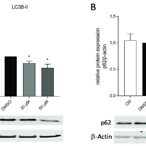 Expression Of Autophagy Markers In Sk Mel Cells After Amlexanox