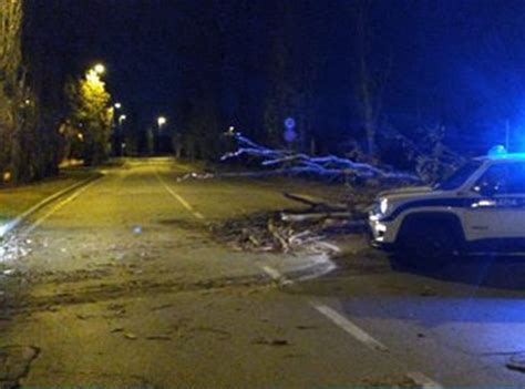 Maltempo Emilia Romagna Alberi Caduti A Ravenna Rimini E Riccione